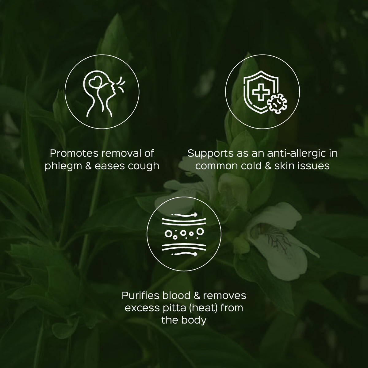 Vasaka / Vasa Leaves Powder  Adhatoda Vasaka