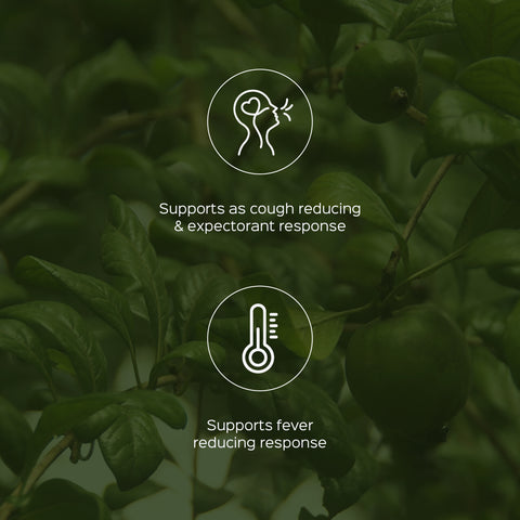 Madanphal Powder  Randia Dumetorum