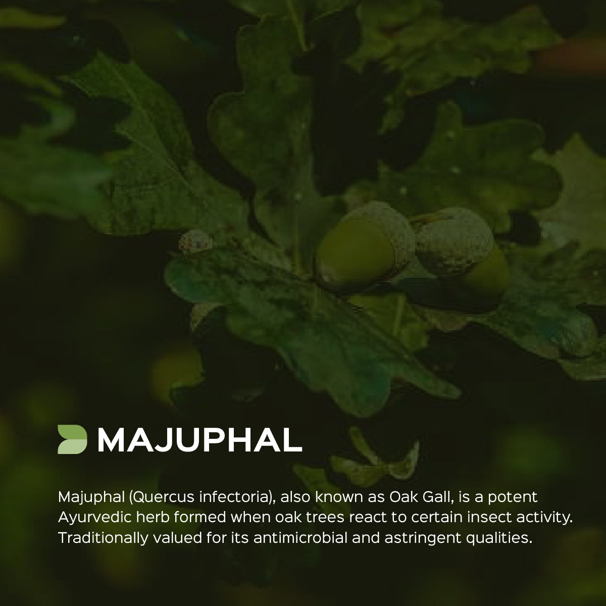 Majuphal / Oak galls Powder  Quercus infectoria