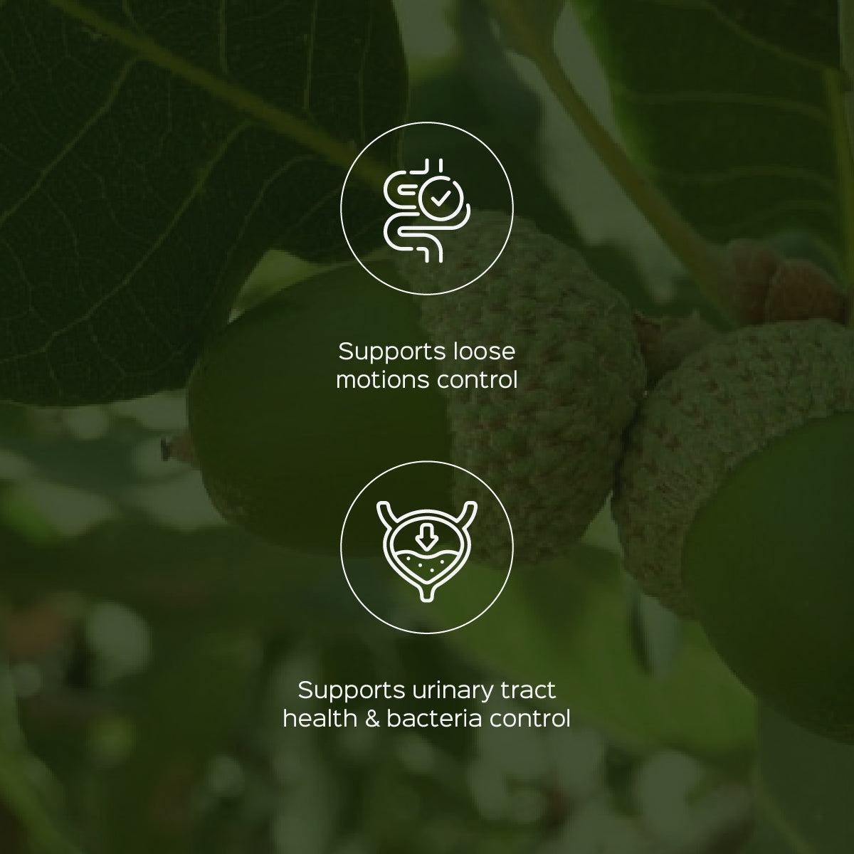 Majuphal / Oak galls Powder  Quercus infectoria