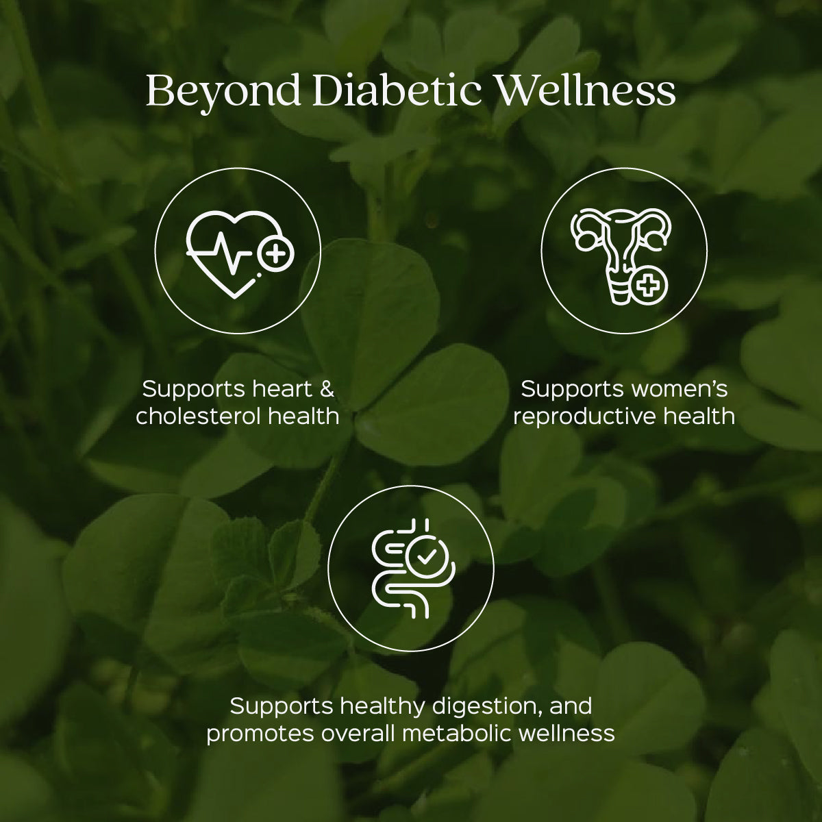 Methi/ Fenugreek Powder  Trigonella Foenum-Graecum