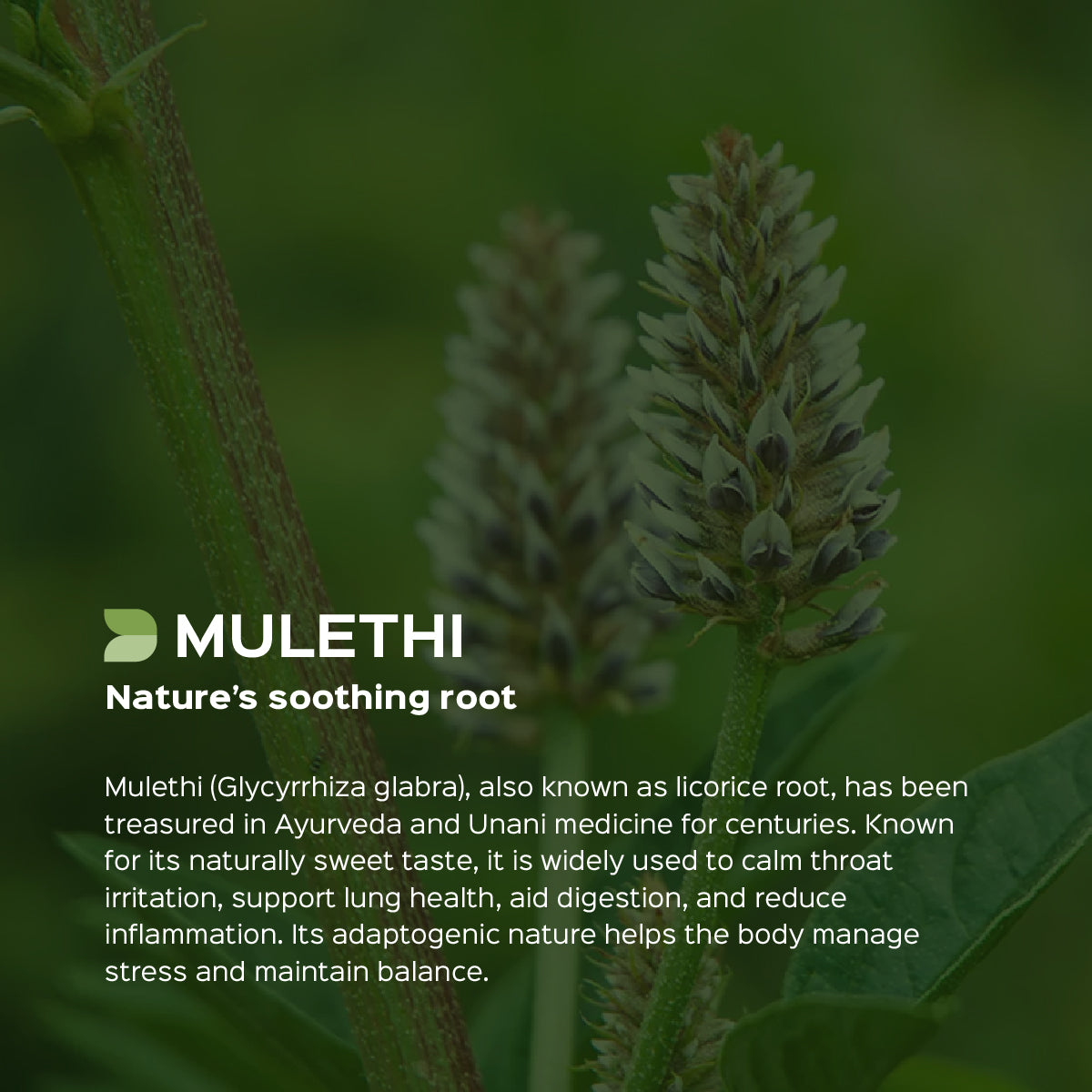 Mulethi Root Powder | Liquorice Powder