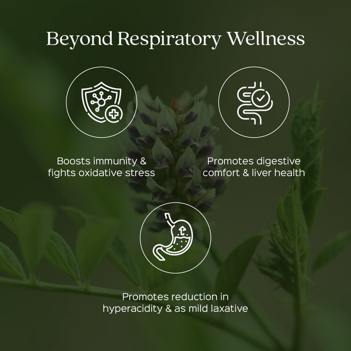 Mulethi Root Powder | Liquorice Powder