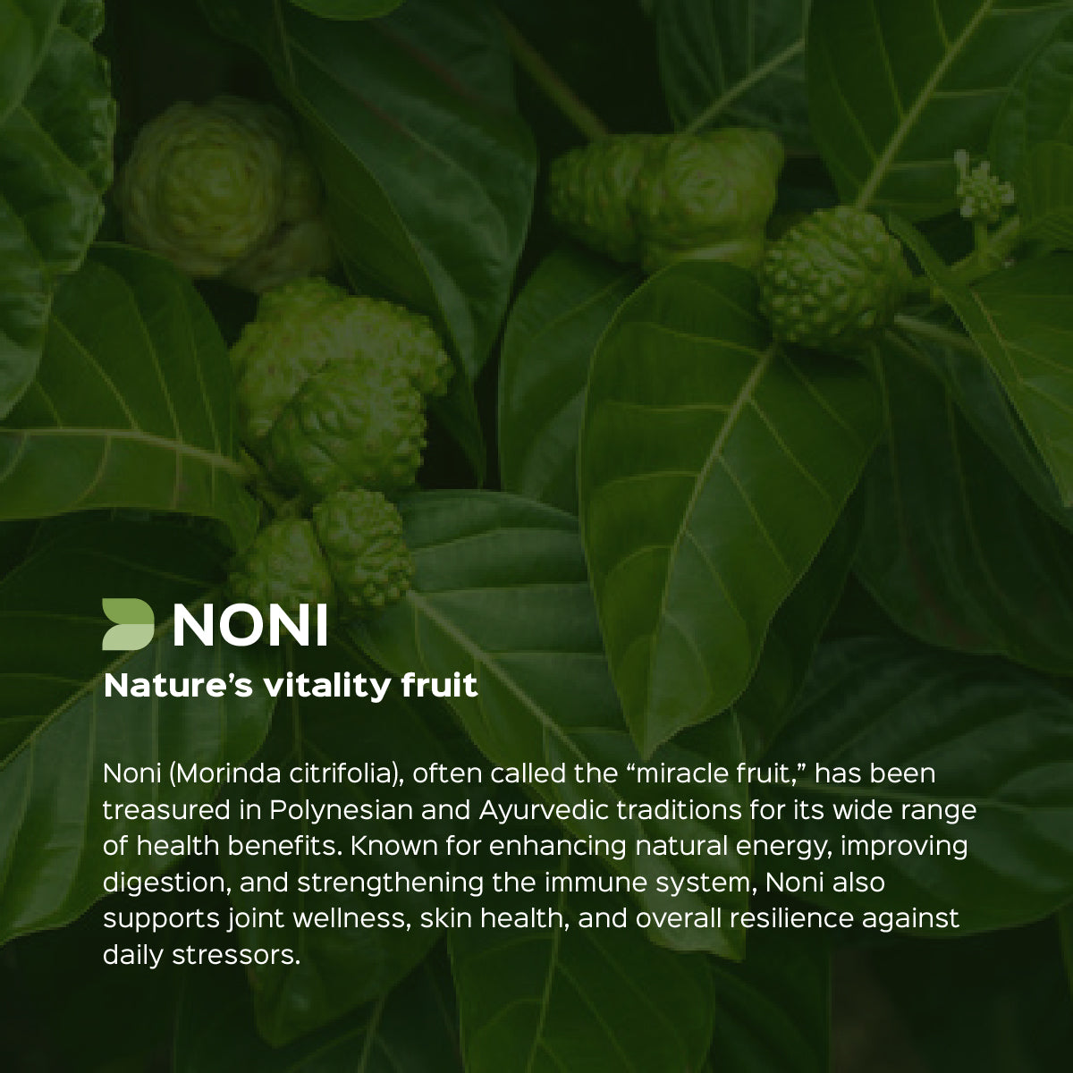 Noni Fruit Powder  Morinda Tinctoria