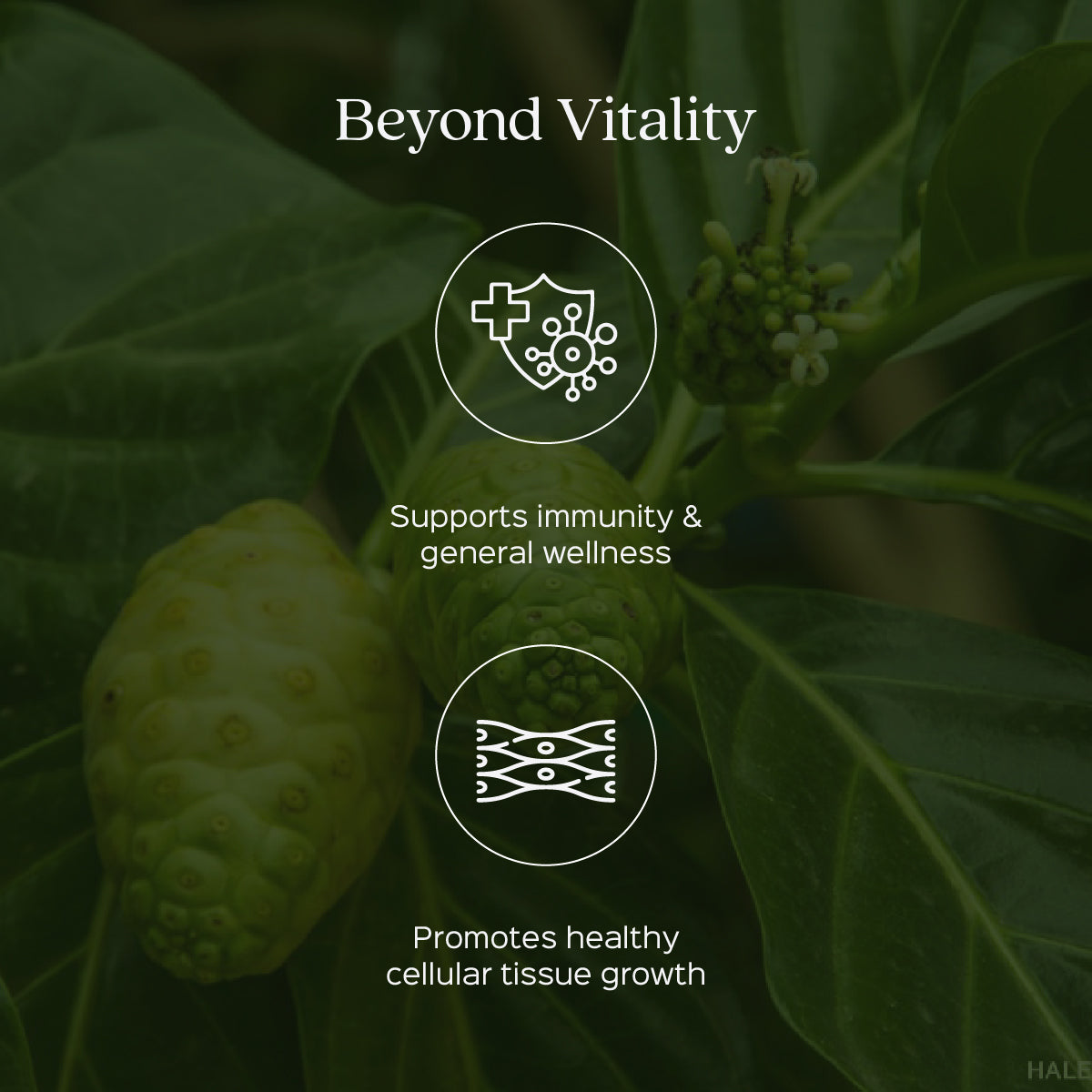 Noni Fruit Powder  Morinda Tinctoria