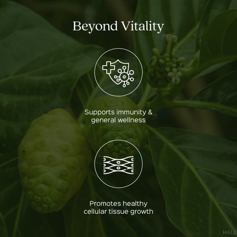 Noni Fruit Powder  Morinda Tinctoria