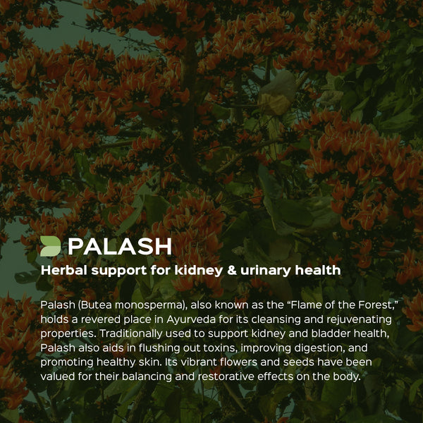 Palash Flower Powder  Butea Monosperma