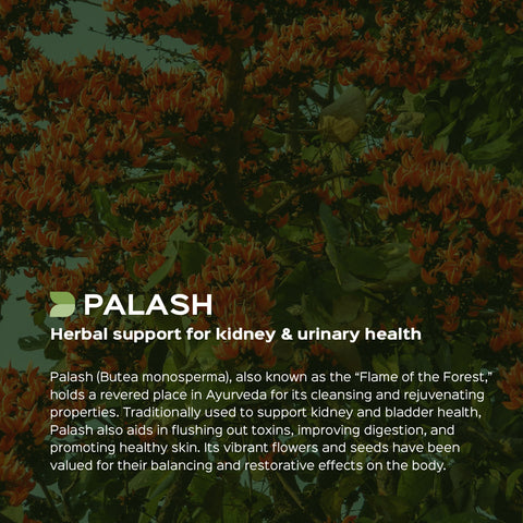 Palash Flower Powder  Butea Monosperma