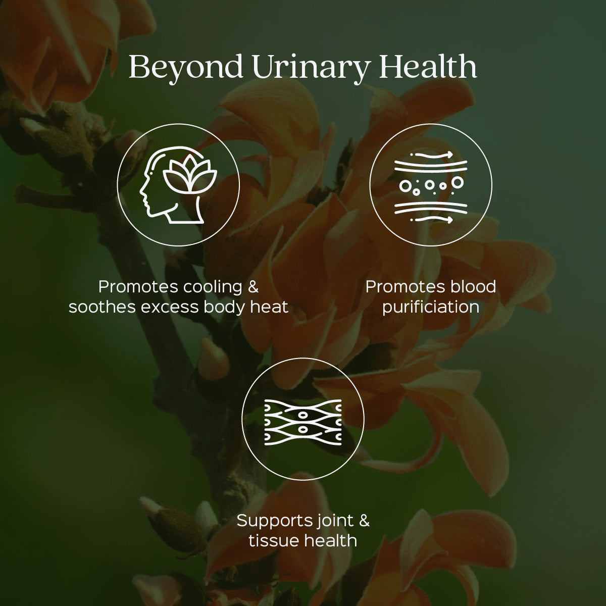 Palash Flower Powder  Butea Monosperma