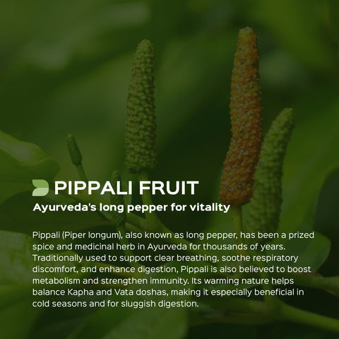 Pippali Fruit Powder  Piper Longum