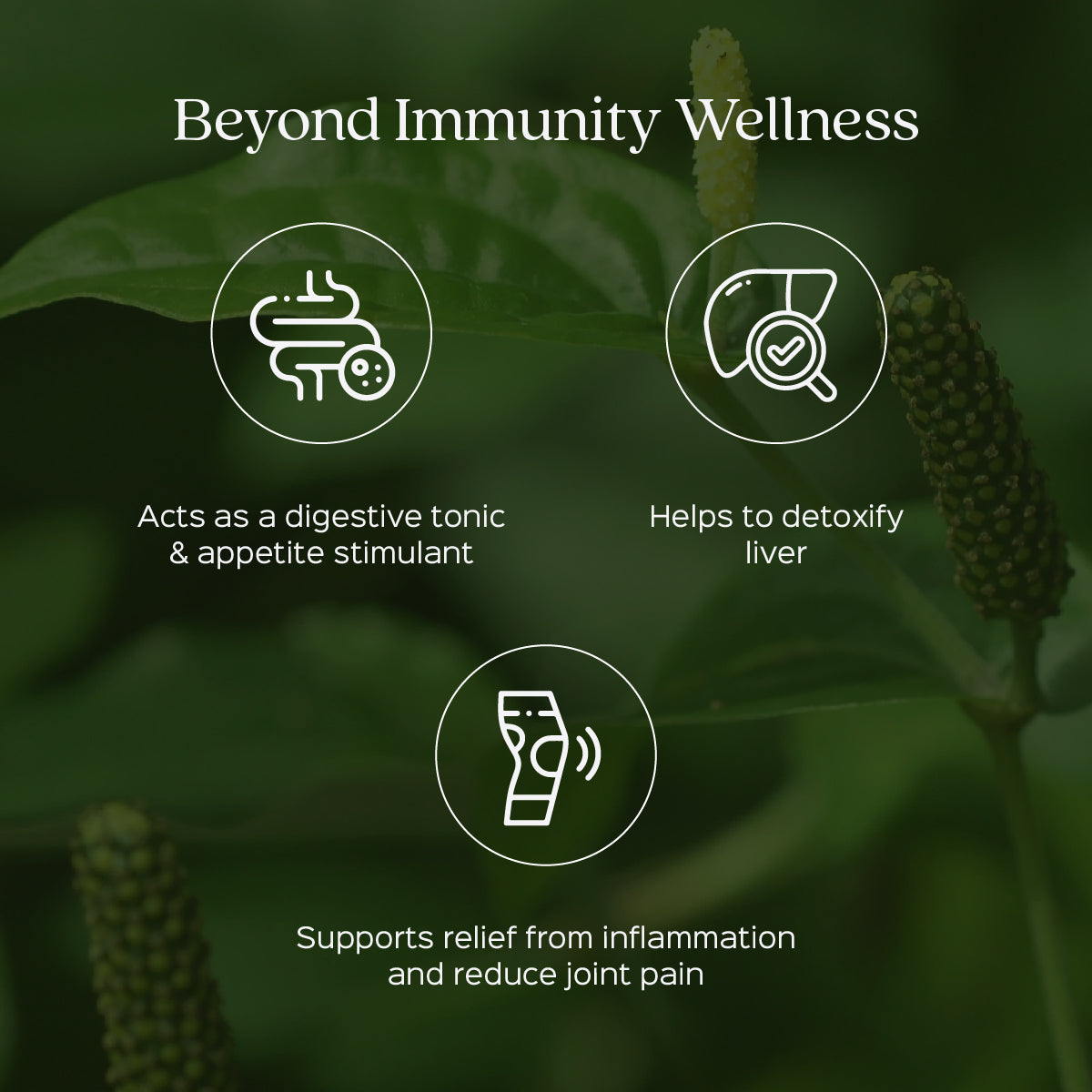 Pippali Fruit Powder  Piper Longum