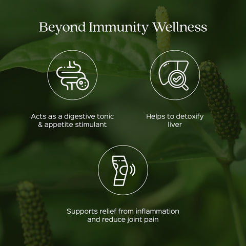 Pippali Fruit Powder  Piper Longum