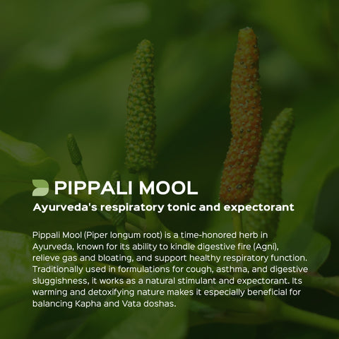 Pippali mool Powder  Piper longum Root