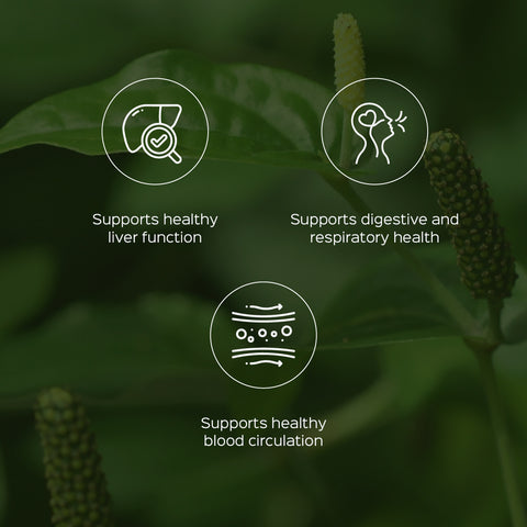 Pippali mool Powder  Piper longum Root