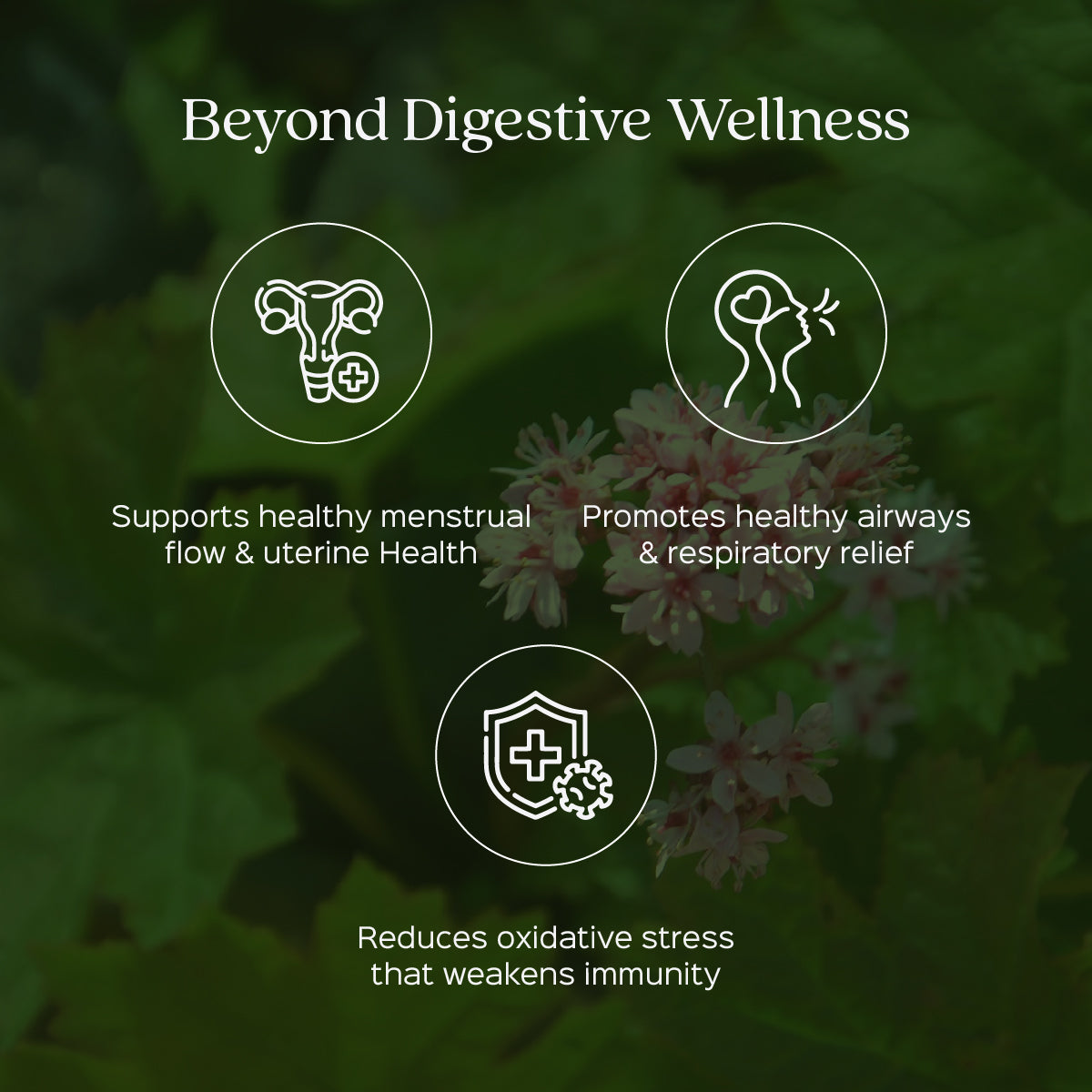 Revan Chini Powder  Rheum Emodi