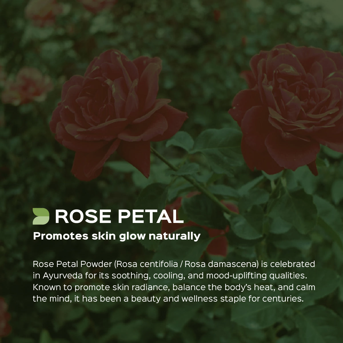 Rose  Petal Powder  | Gulab Phul