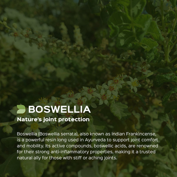 Boswellia Serrata / Shallaki Extract 60 Veg Capsules (450mg) 65% Boswellic acid