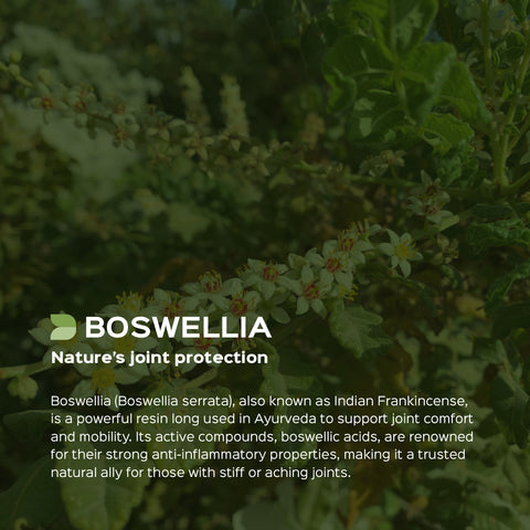 Boswellia Serrata / Shallaki Extract 60 Veg Capsules (450mg) 65% Boswellic acid