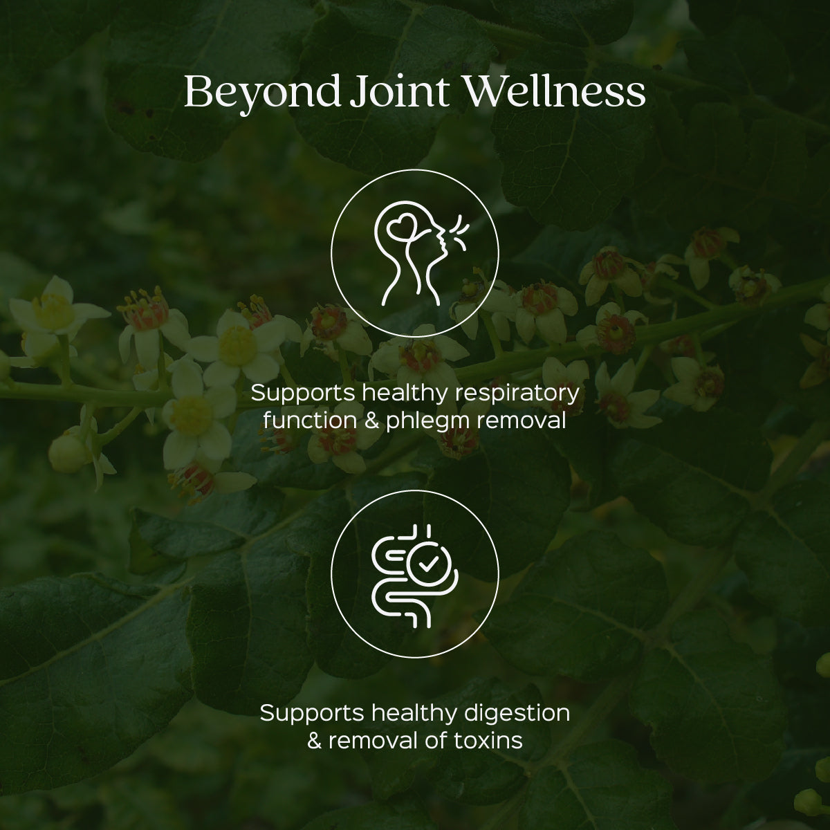 Boswellia Serrata / Shallaki Extract 60 Veg Capsules (450mg) 65% Boswellic acid