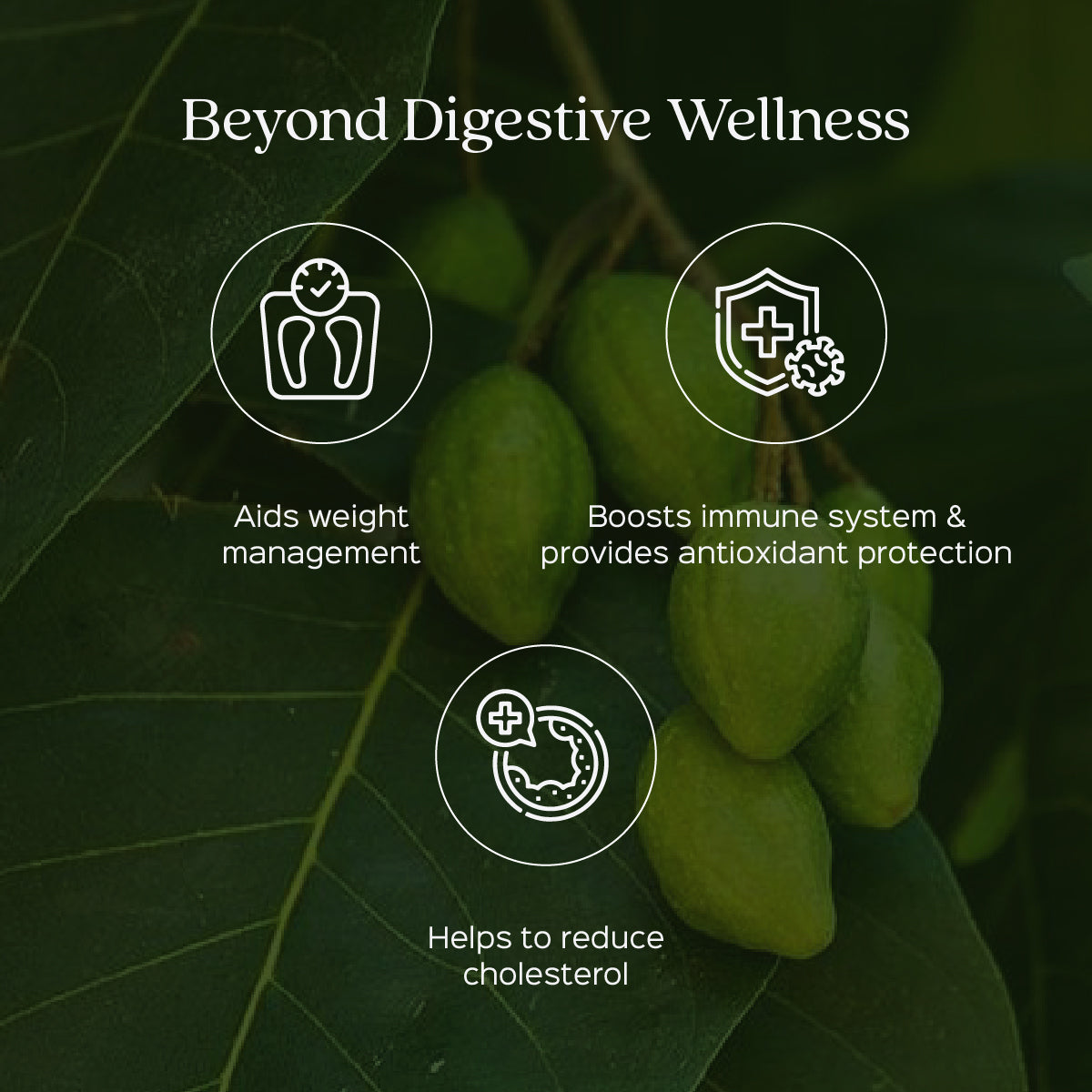 Triphala Extract 60 Veg Capsules (450mg) 40% Tannins