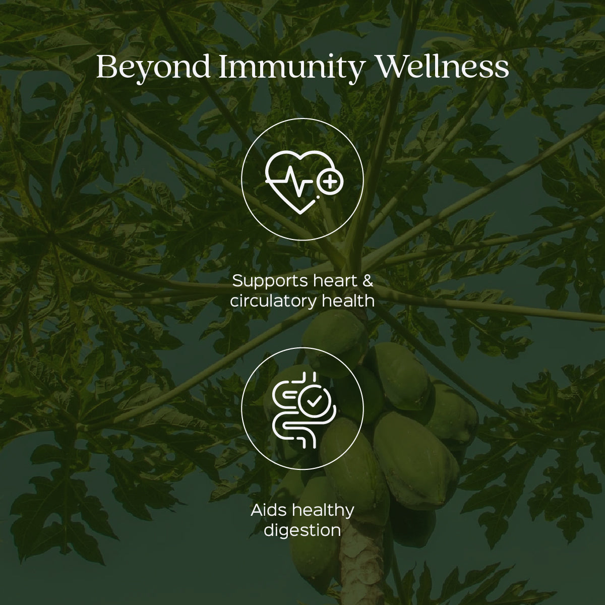 Papaya Leaves Extract 60 Veg Capsules (450mg)