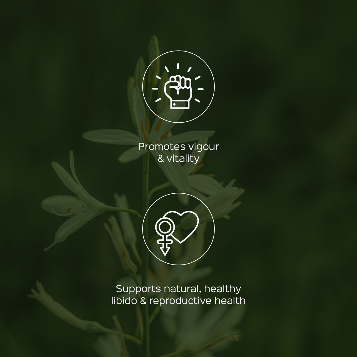 Safed Musli Extract 60 Veg Capsules (450mg) 30% Saponin