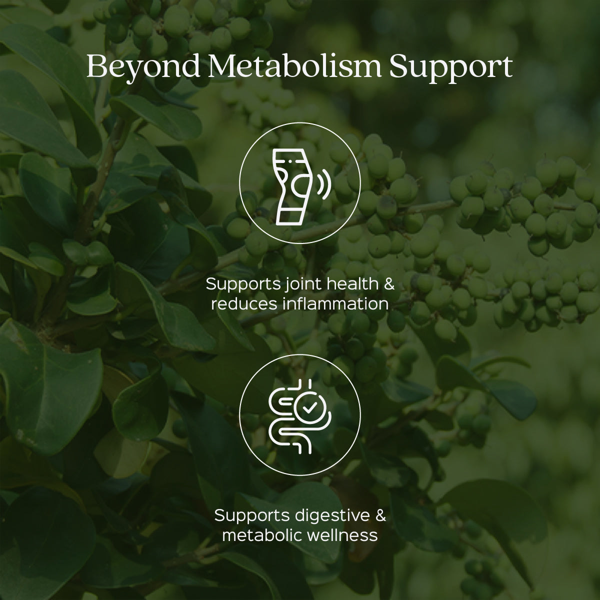 Guggul /Commiphora mukul Extract 60 Veg Capsules (450mg) 2.5% Guggulsterones