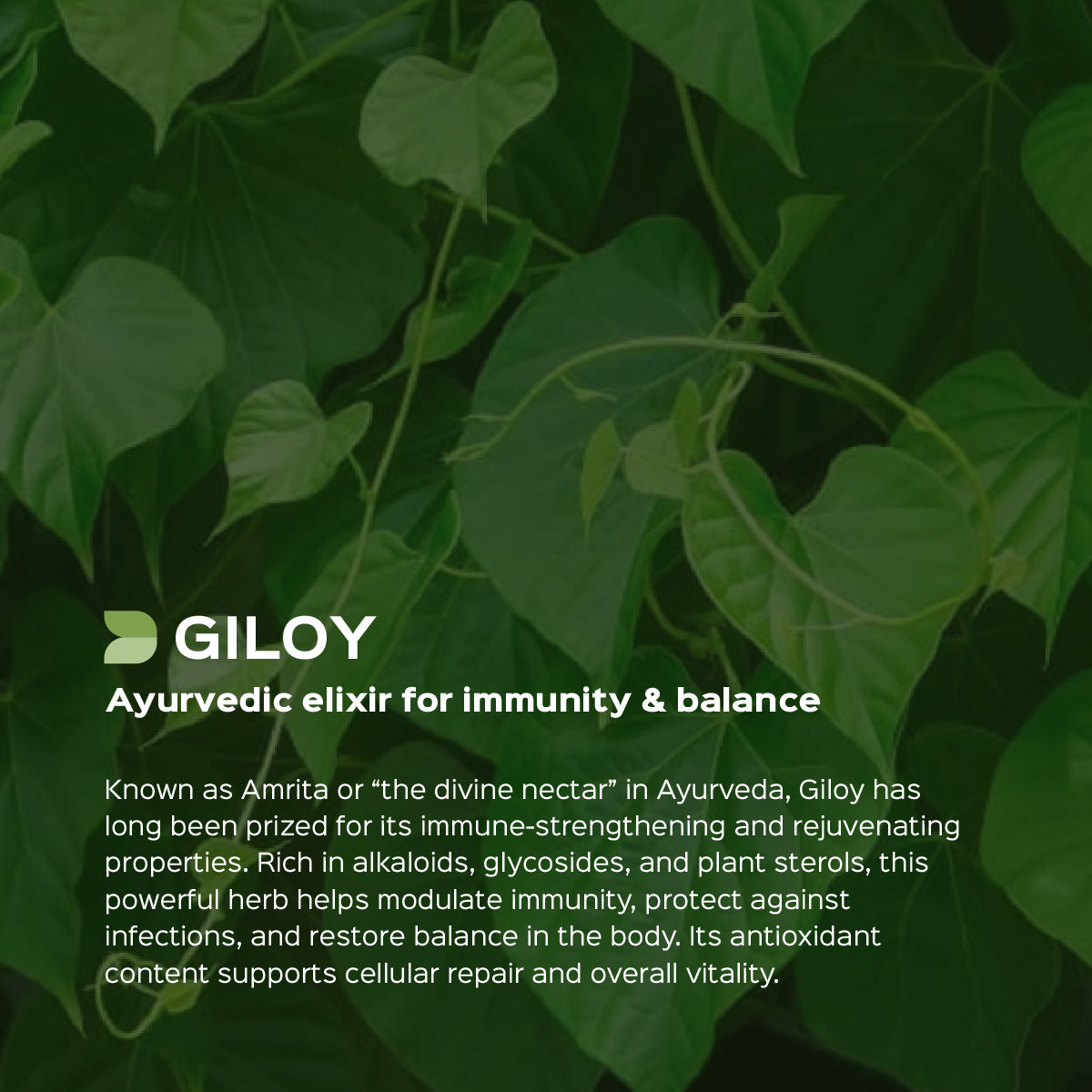 Giloy Extract 60 Veg Capsules (450mg) 2.5% Bitters  Tinospora cordifolia ( Guduchi )