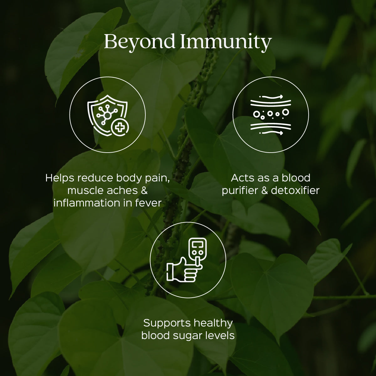 Giloy Extract 60 Veg Capsules (450mg) 2.5% Bitters  Tinospora cordifolia ( Guduchi )