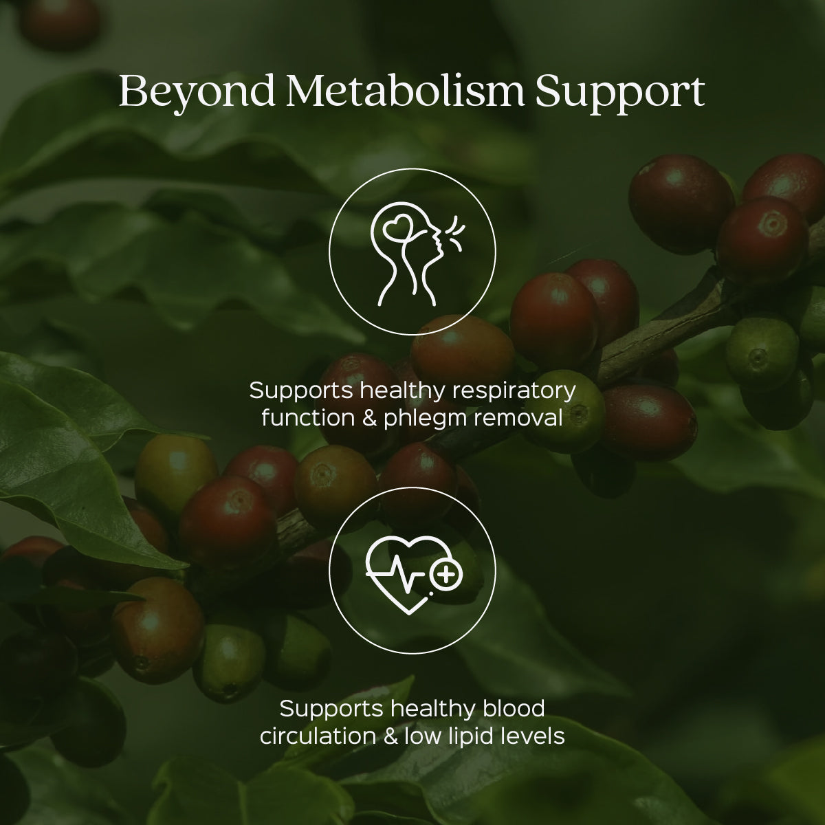 Green Coffee Bean Extract 60 Veg Capsules (450mg)