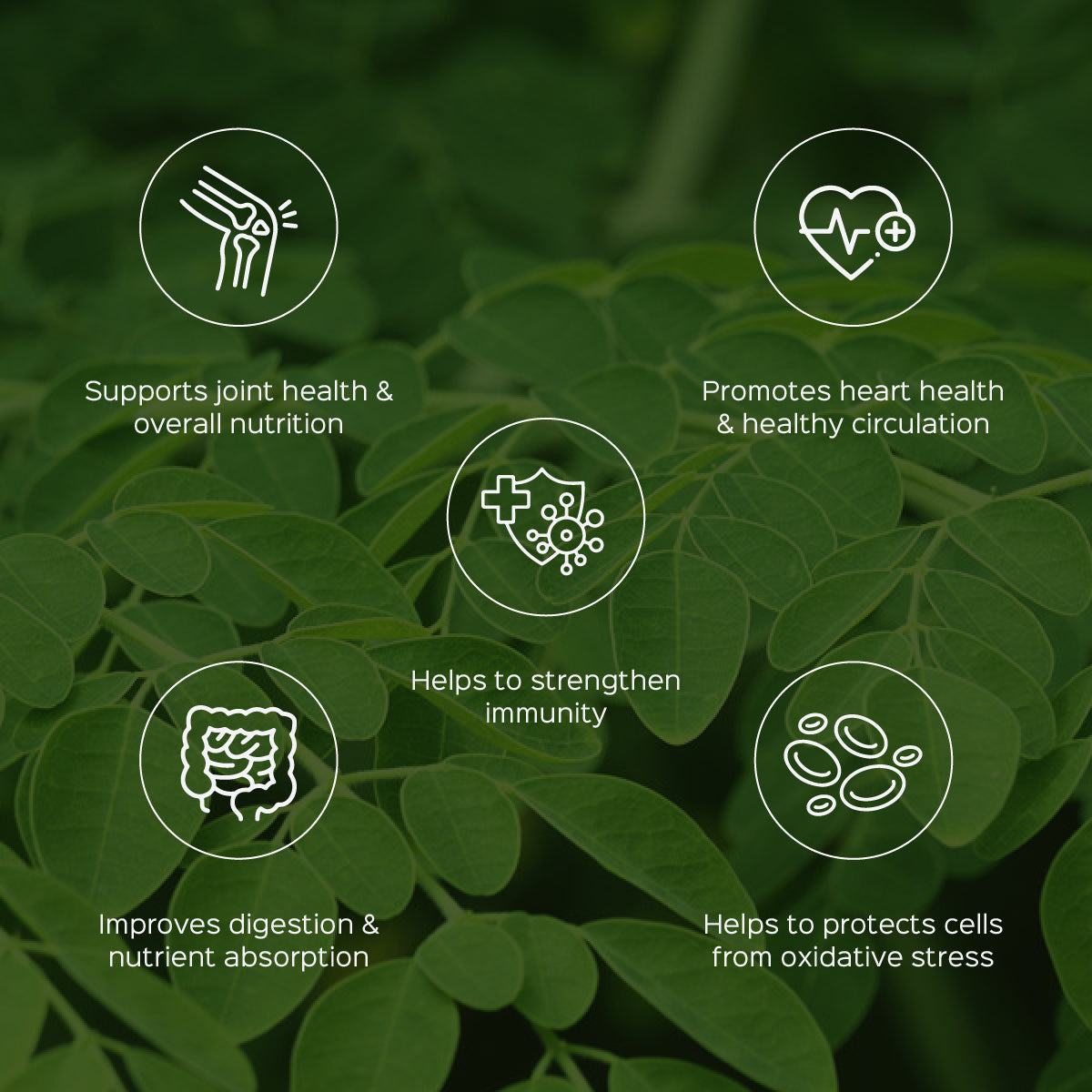 Moringa / Shigru Extract 60 Veg Capsules (450mg) 1% Alkaloids