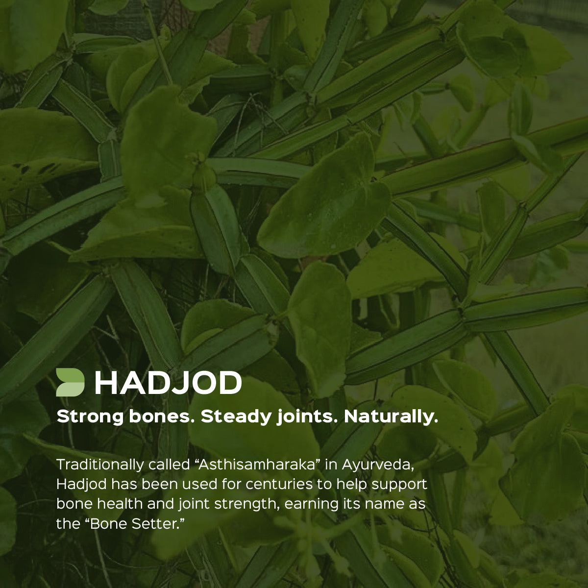 Cissus / Hadjod Extract 60 Veg Capsules (450mg)  2.5% 3-keto steroids