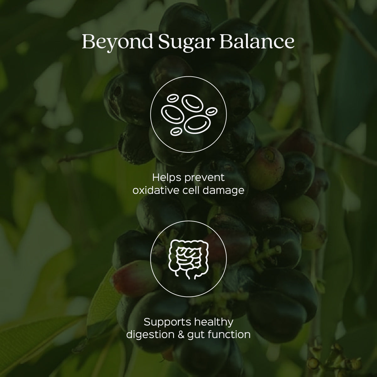 Jamun Extract 60 Veg Capsules (450mg) 5% Bitters