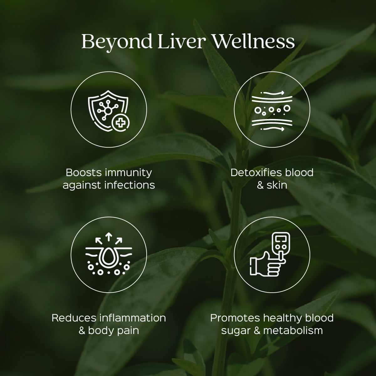 Andrographis /  Kalmegh Extract 60 Veg Capsules (450mg) 20% Andrographolides by HPLC