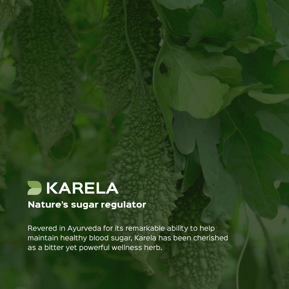 Bitter melon / Karela Extract 60 Veg Capsules (450mg) 5% Bitters