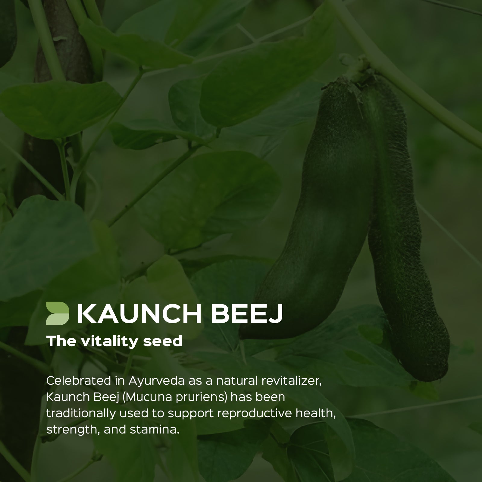 Kaunch Beej (Mucuna Pruriens) dry Extract - 20% L-Dopa by Titration