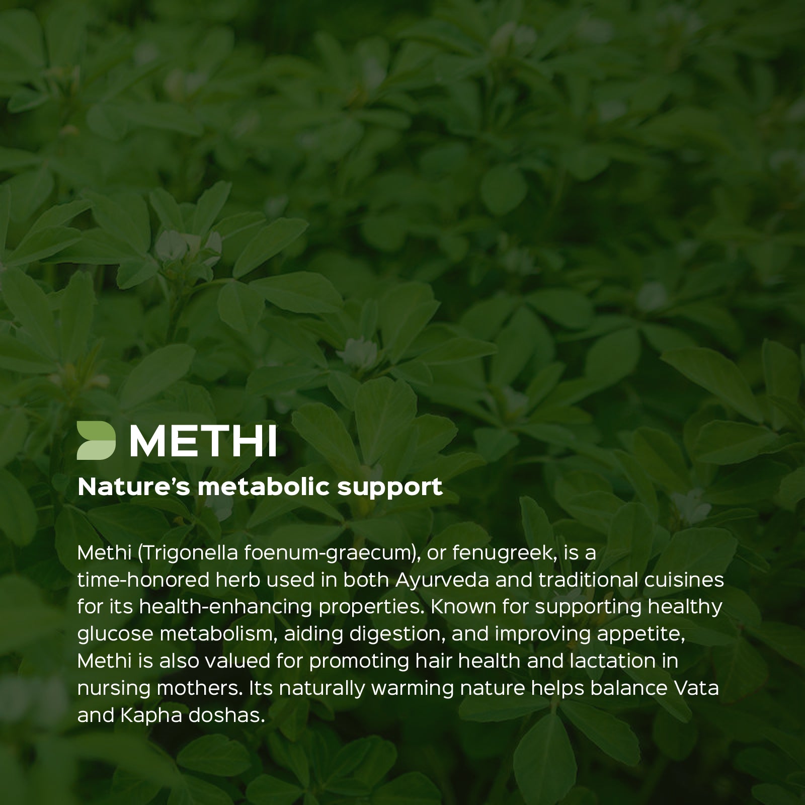 Methi/ Fenugreek (Trigonella Foenum-Graecum) dry Extract - 40% Saponins by Gravimetry