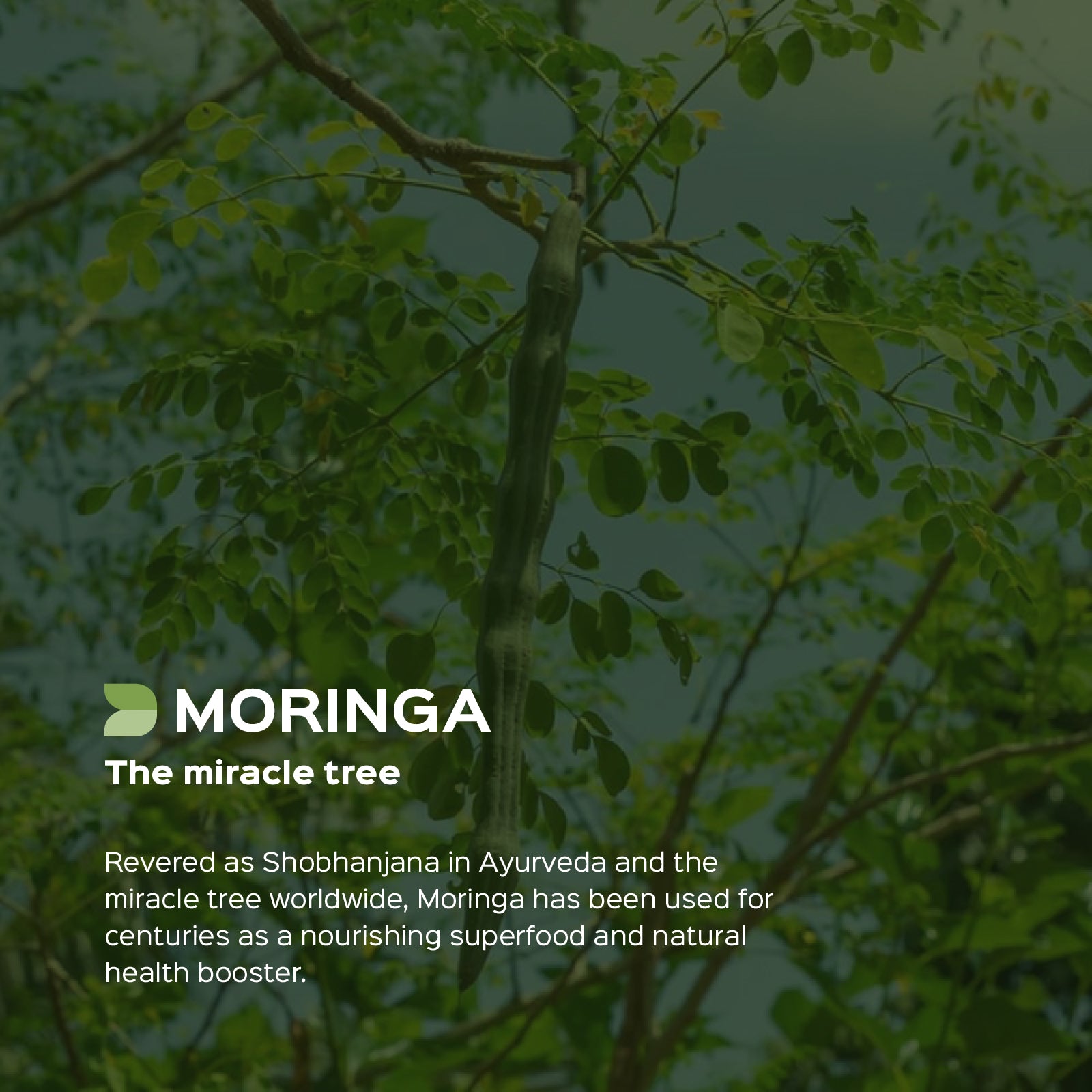 Moringa/ Shigru (Moringa Oleifera) Dry Extract - 30% Saponins by Gravimetry