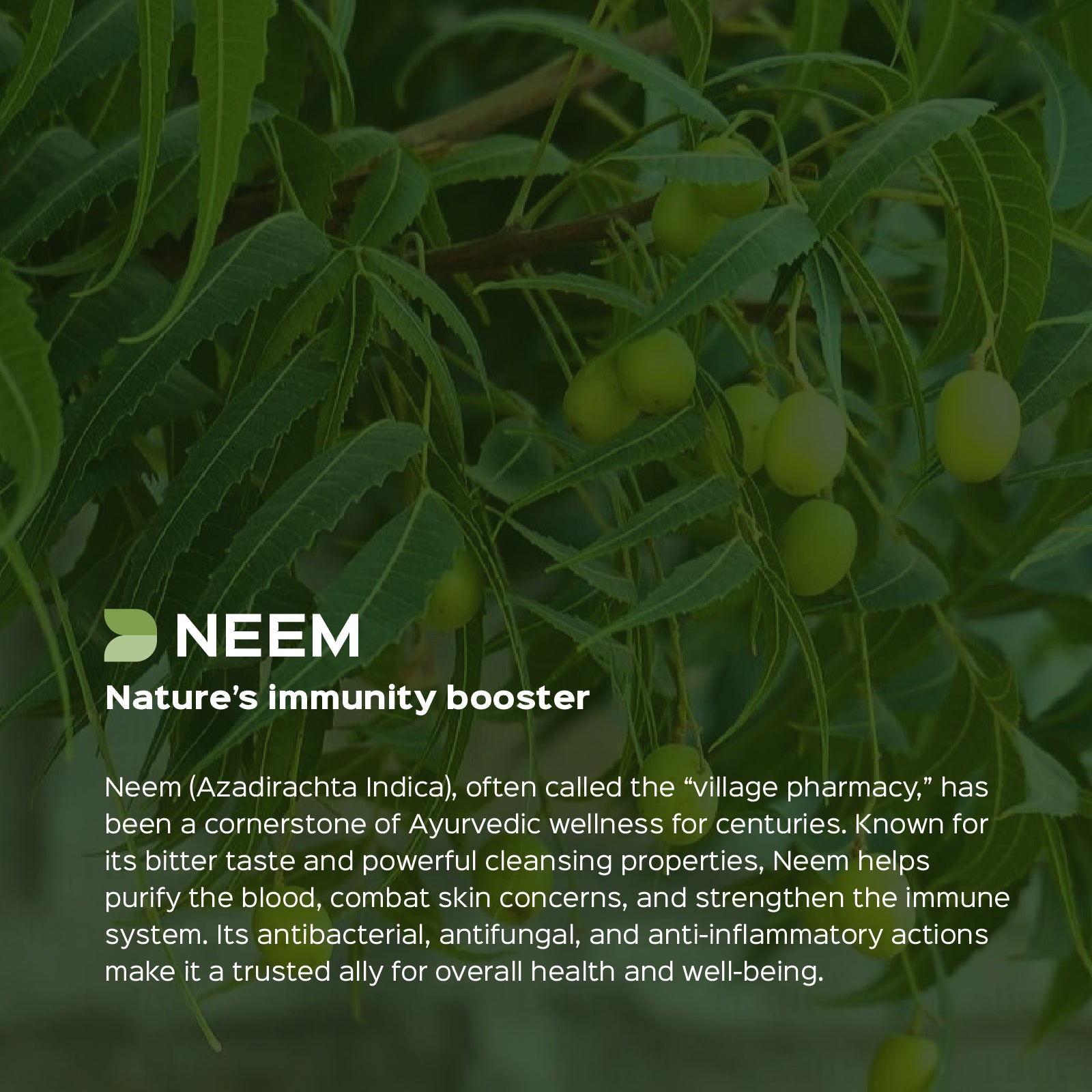 Neem (Azadirchta indica) dry Extract - 2.5% Bitters by Gravimetry