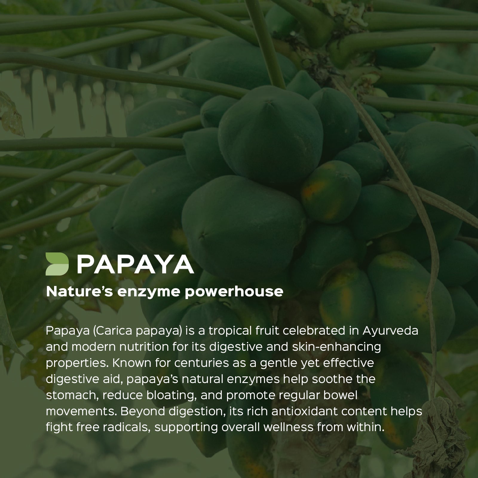 Papaya Leaf (Carica Papaya) Dry Extract  - 30% Glycosides (Saponnin) by Gravimetry