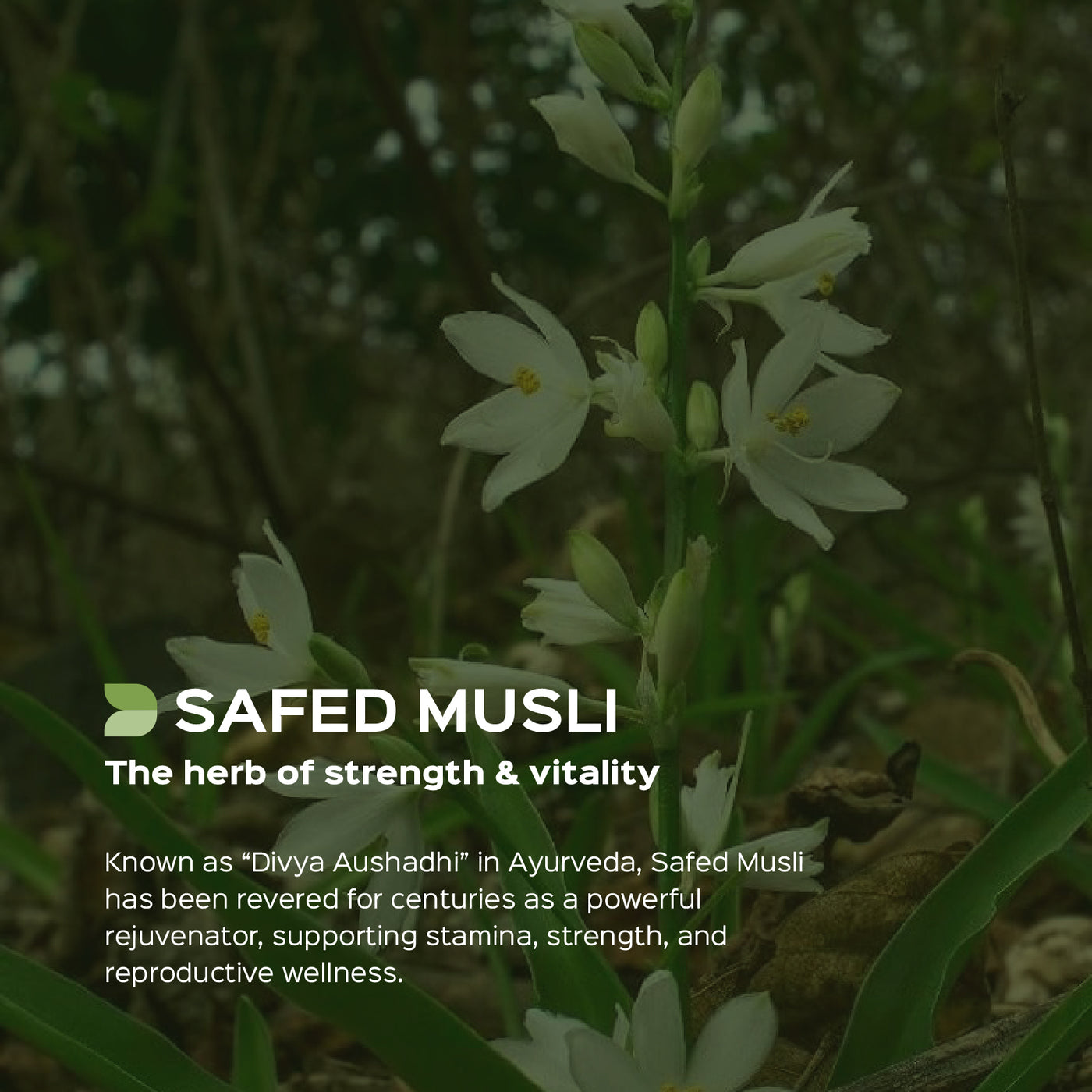 chlorophytum borivilianum buy Safed Musli (Chlorophytum borivilianum) dry Extract