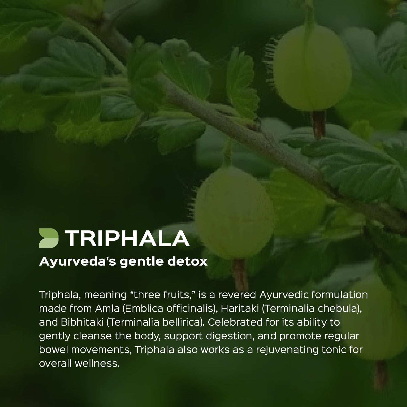 Triphala (Amla + Haritaki + Bibhitak) dry Extract - 40% Tannins by Titration