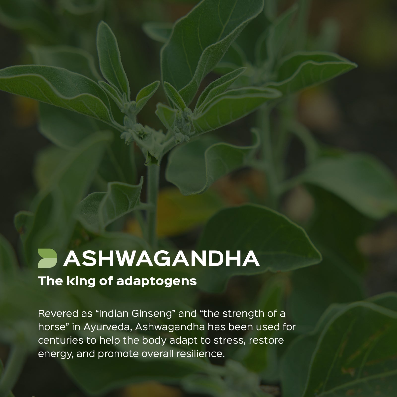 Ashwagandha (Withania somnifera) Dry Extract Herb - 5% Total Withanolides by HPLC