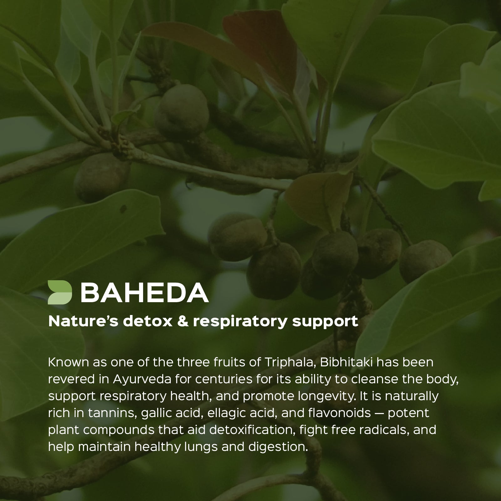 Baheda (Terminalia Belerica) Dry Extract - 40% Tannins by Titration
