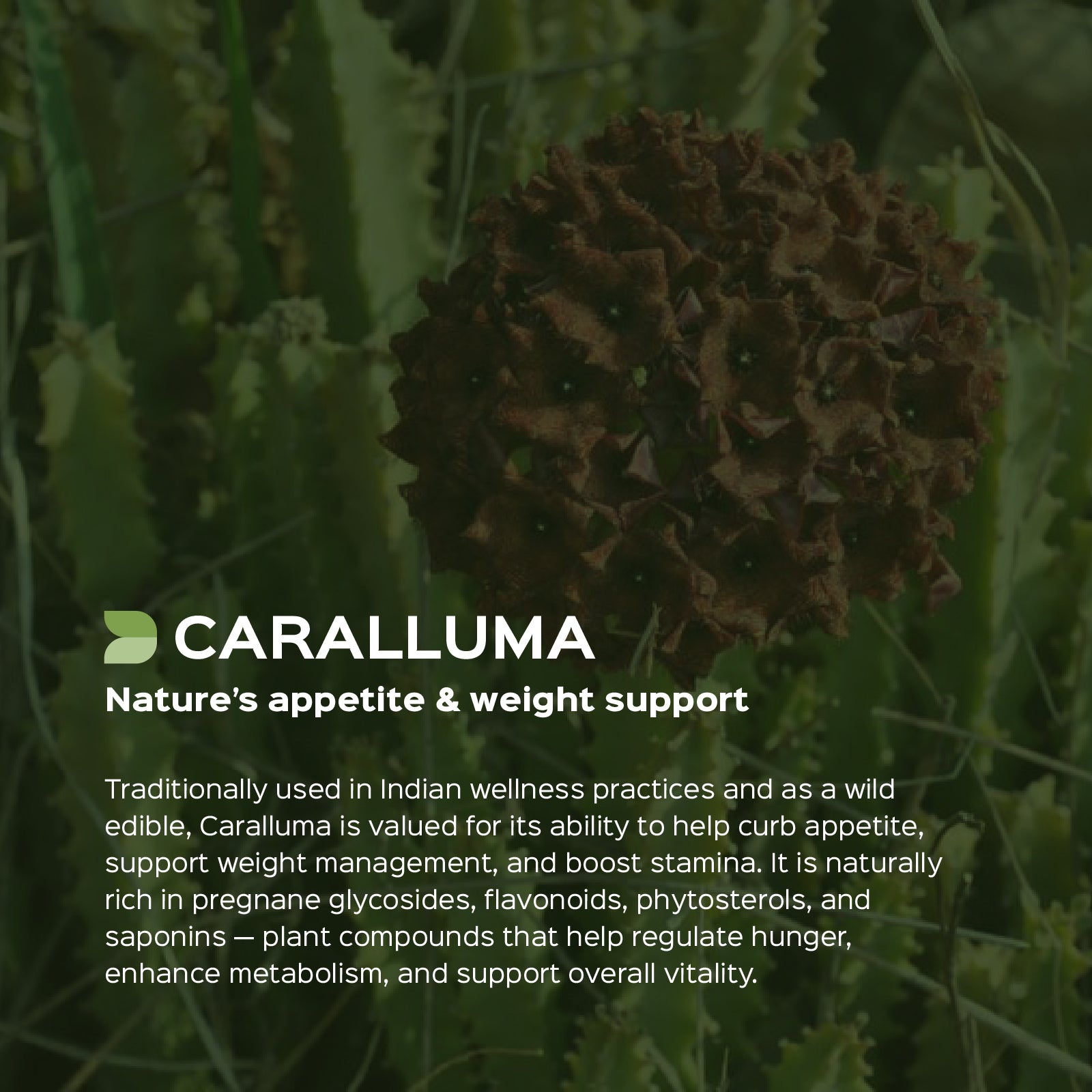 Caralluma (Caralluma Fimbriata) Dry Extract - 30% Pregnane Glycosides by Gravimetry