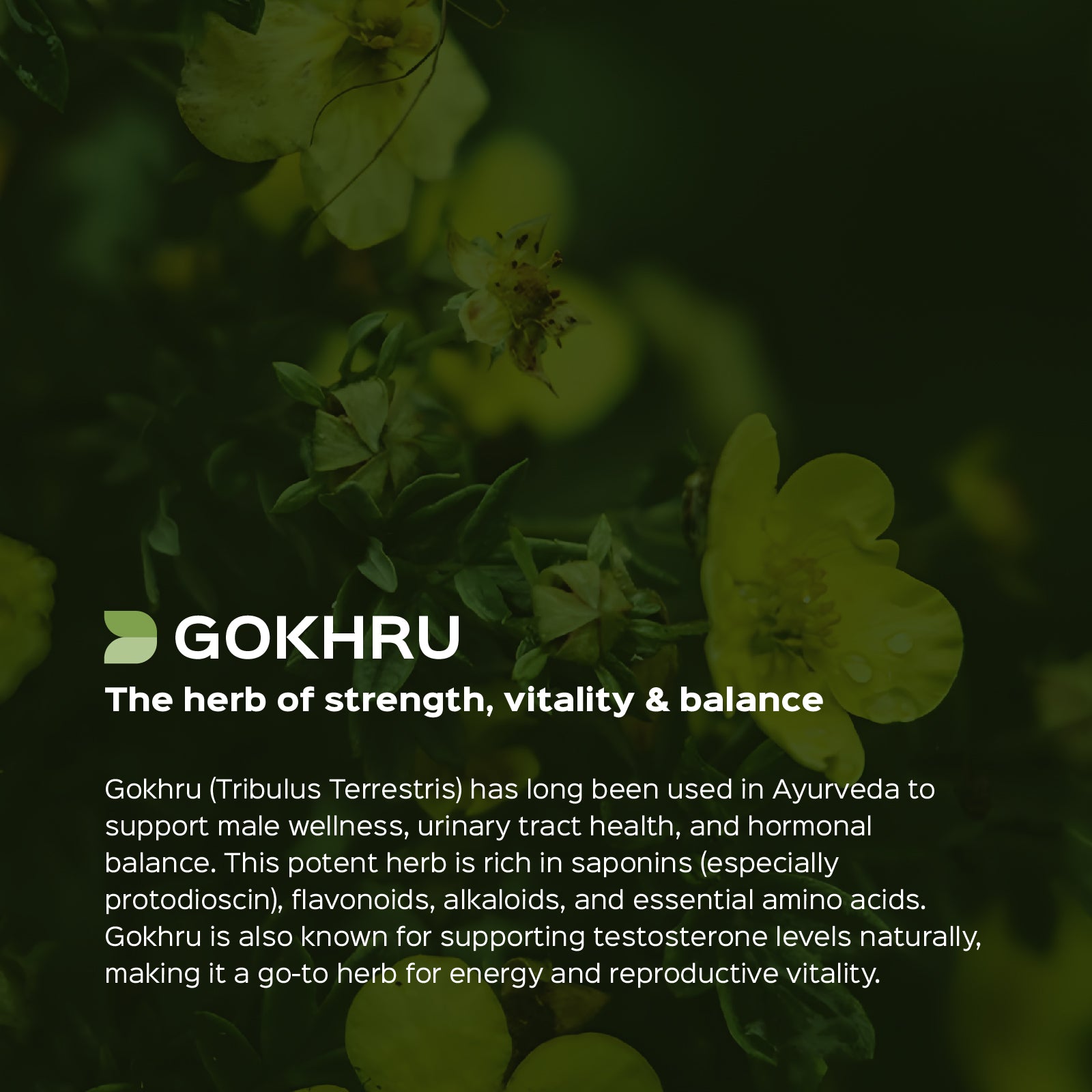 Gokhru (Tribulus Terresteris) Dry Extract - 40% Saponins by Gravimetry