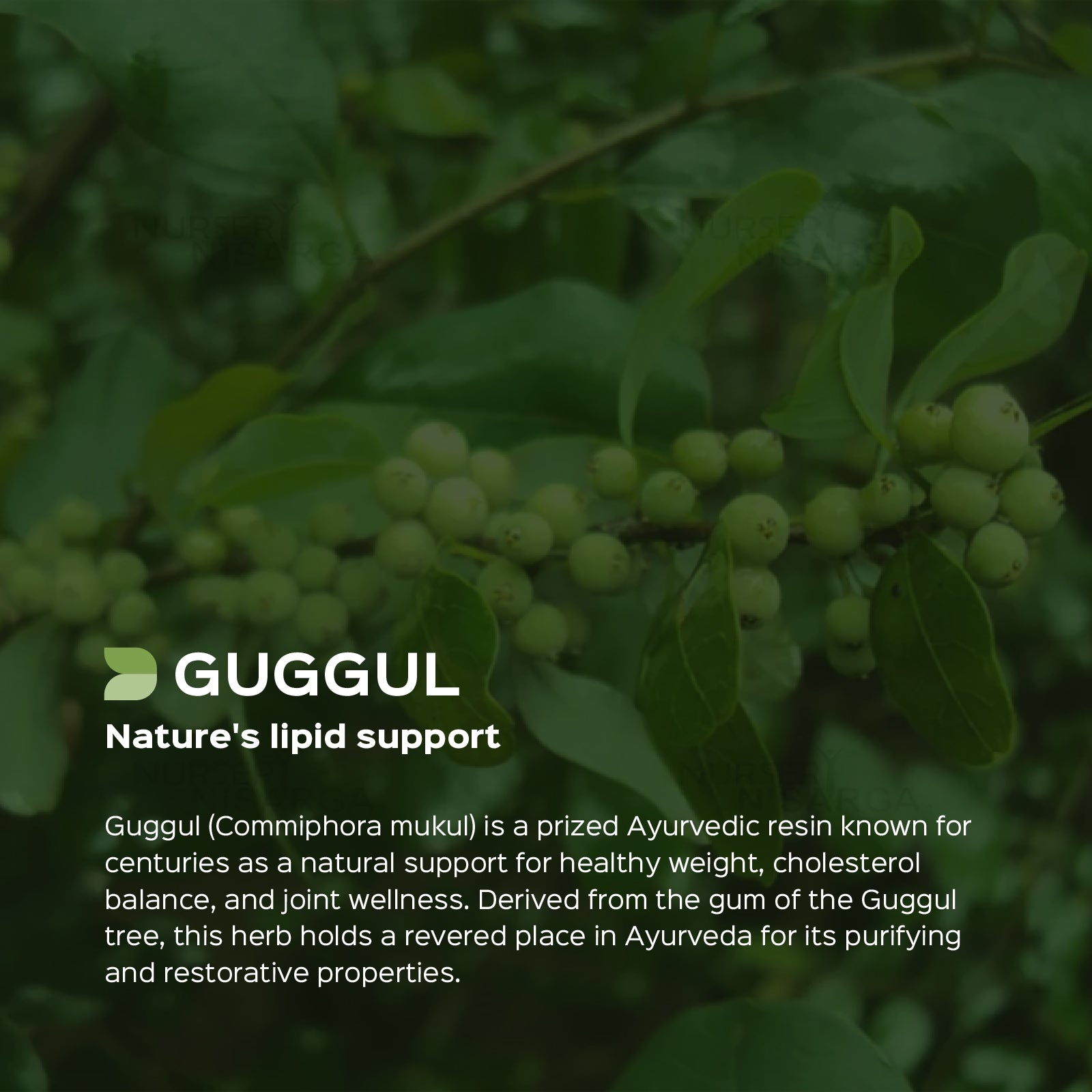 Guggul (Commiphora Mukul) dry Extract - 2.5% Guggulsterones by UV