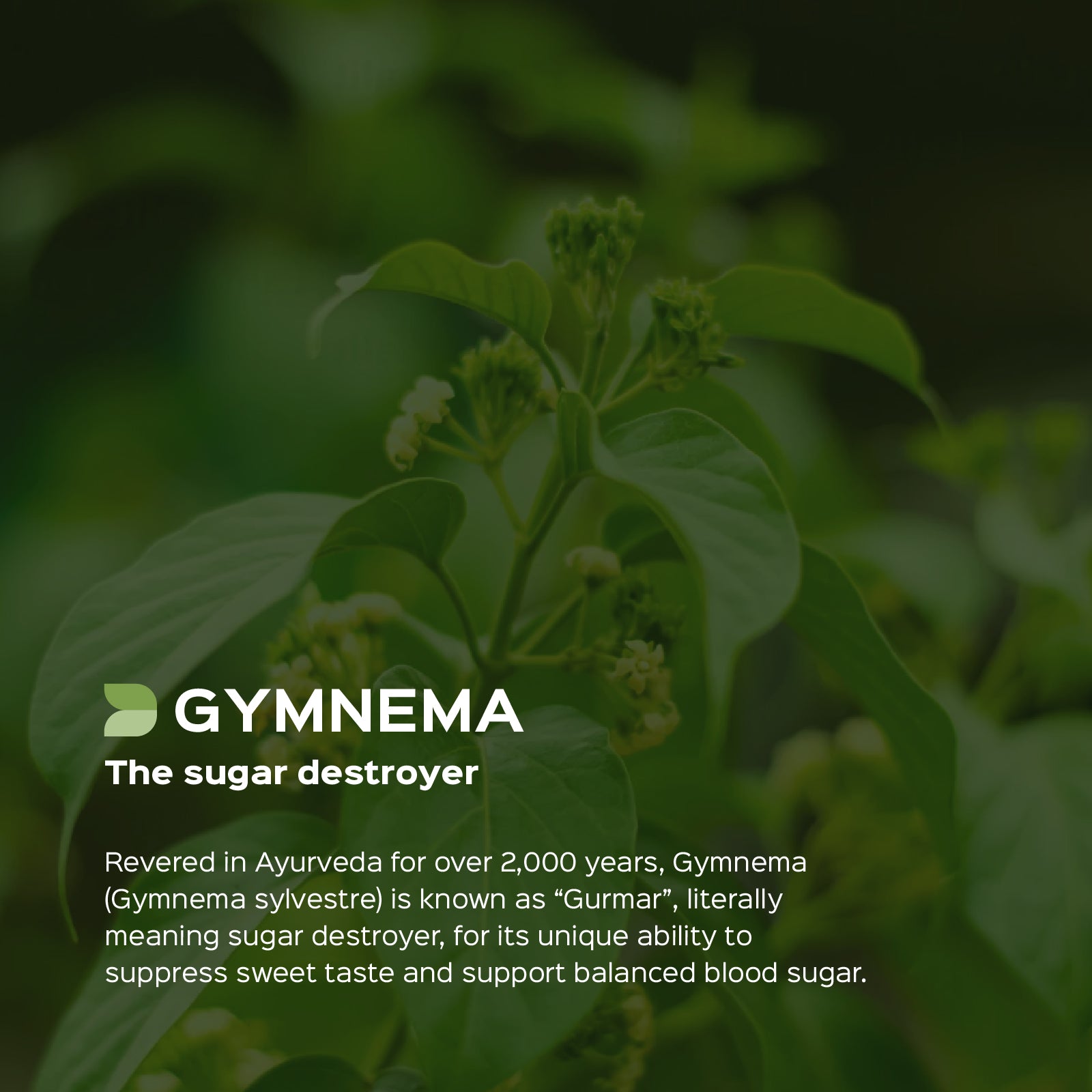 Gurmar (Gymnema Sylvestre) dry Extract - 25% Gymnemic acid by Gravimetry