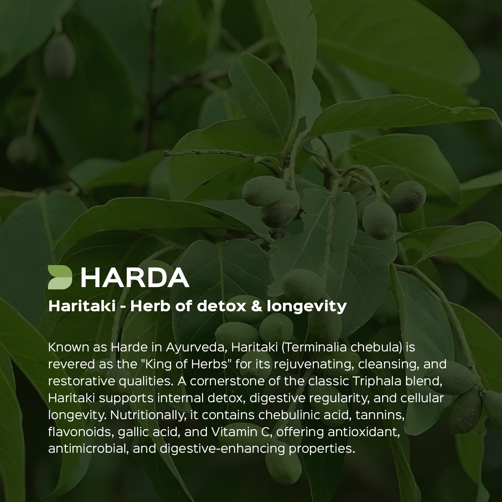 Harda (Terminalia Chebula) dry Extract - 40% Tannins by Titration