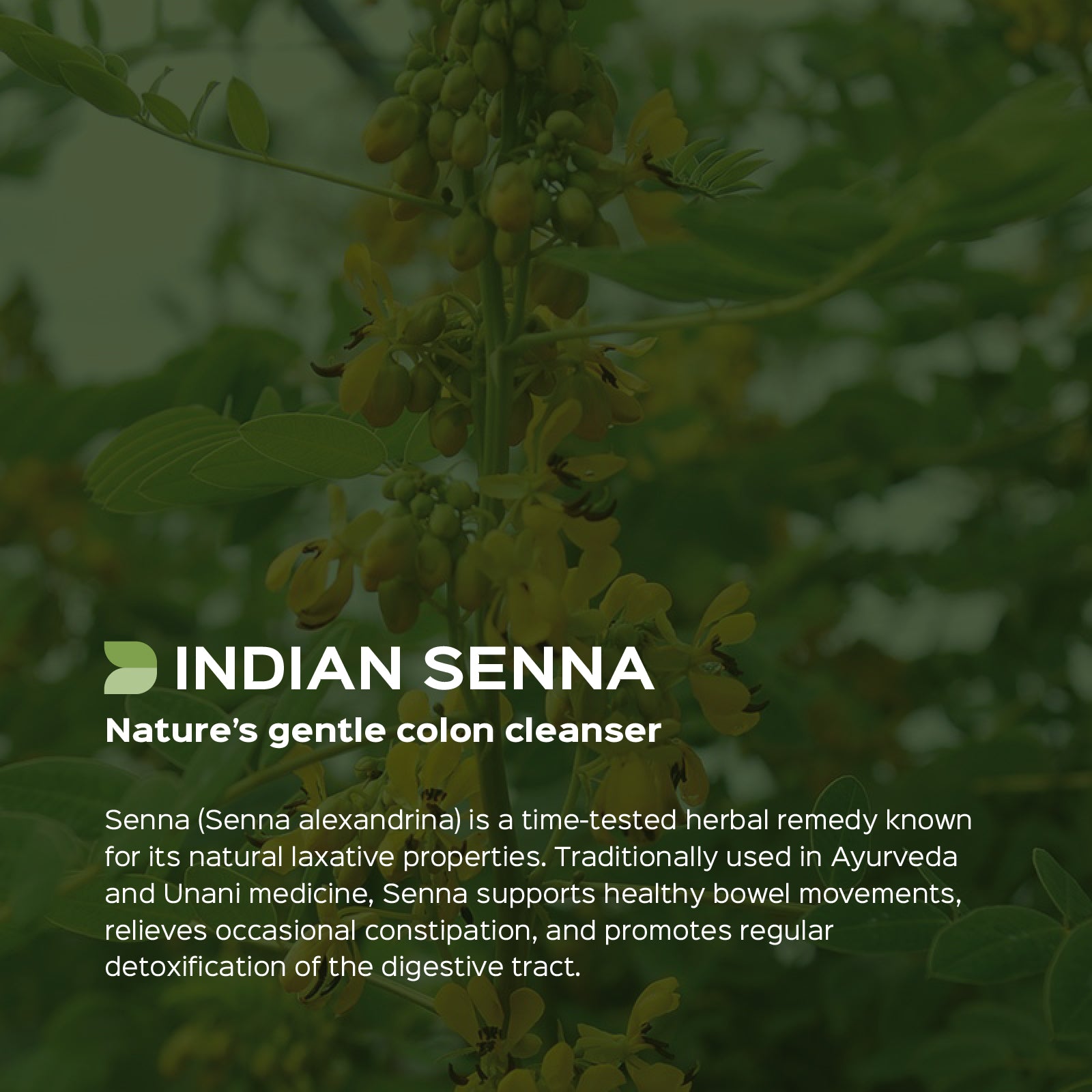 Indian Senna (Cassia Angustifolia) Dry Extract - 20% Sennosides by UV